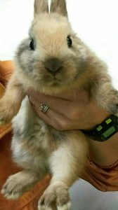 ゆうさんさん家のロディくん