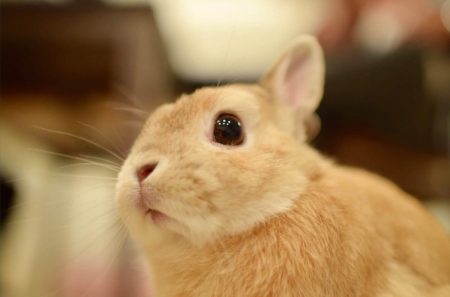 かっし～。さん家のとんかつくん