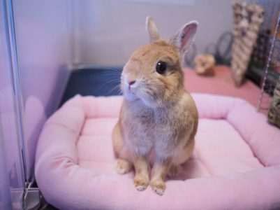 夏音パパさん家の円緒（まるお）ちゃん