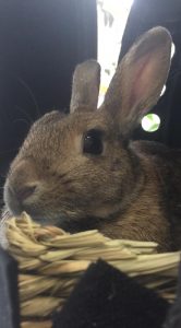 倫さん家のラーマちゃん