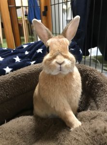 こざるとちのんぼさん家のぽぽちゃん