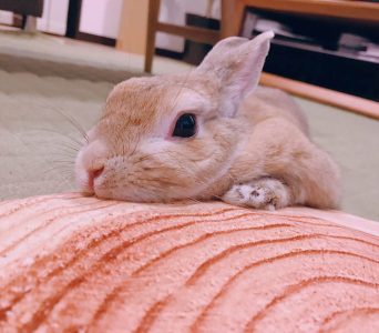 さやさん家のマロンちゃん