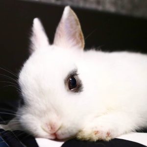 manaさん家のあんにんちゃん