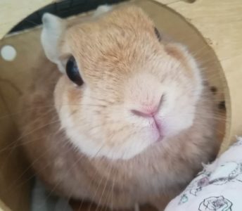 ゆいさん家のひまわりちゃん