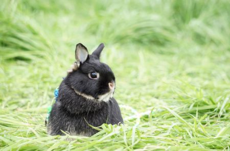 maikoさん家の杏くん