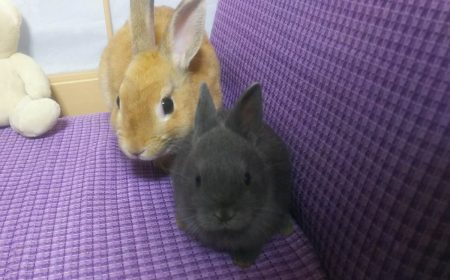 そらきらさん家の想空丸＆きらくん