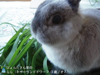 ぴょんたさん家のららくん