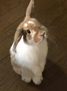 まるパンダさん家のマルくん