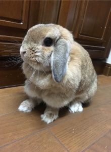 ちーたんさん家の小夏ちゃん