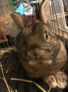 ひまわりさん家のショコラくん