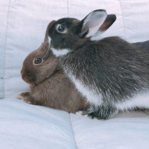 美桜mamさん家のりと＆とわちゃん