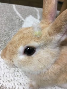 田島奈美さん家のぽぽくん