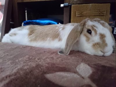 つるぷさん家のすばるくん