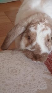 まりもさん家のあんずくん