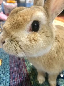 吉川由希子さん家のアンジくん