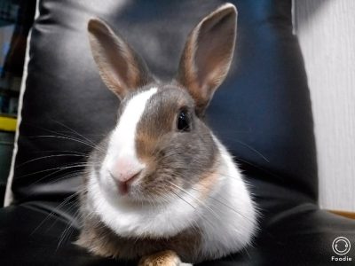 わだれいこさん家のラウアエちゃん