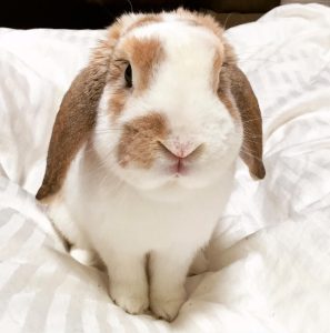 さやさん家のココくん