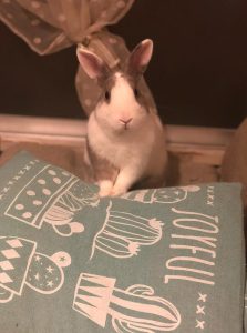 モモさん家のちょったくん