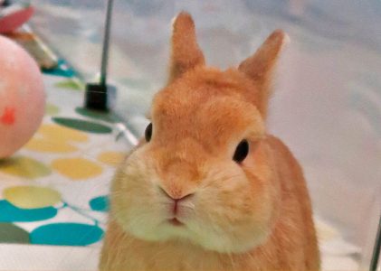 Haruka&Takashiさん家のルークくん