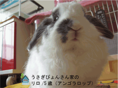 うさぎぴょんさん家のリロちゃん
