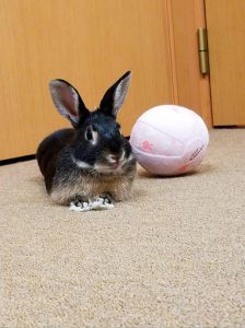 あやっくまさん家のうーたんくん