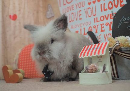 東山さん家のモコくん