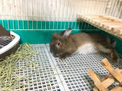 つっきーさん家のミルちゃん