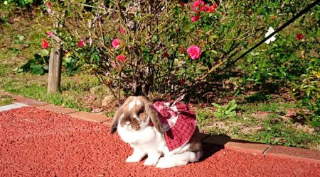 mito-totoさん家の都兎（とと）ちゃん