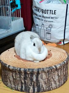 こたろう730さん家のゆきちゃん