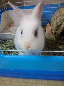 ひらまつひろしさん家のしろくん