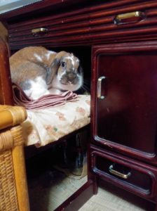 増田はるみさん家のポッキーちゃん