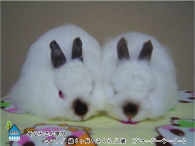 そらみさん家のミント＆さくらちゃん