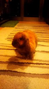 ひろりんさん家のパールちゃん