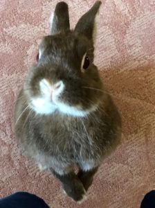 よぅさん家のるびくん