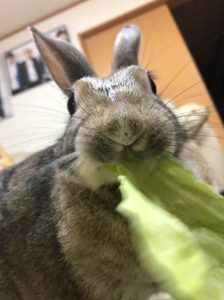 まぁちゃんさん家のちゃろちゃん