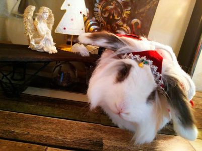 夜なべ兎さん家のあずきちゃん