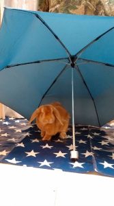 ぺこじまさん家のペコちゃん