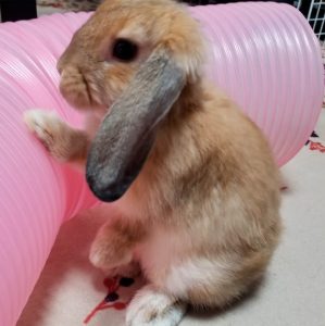 山下さん家のみたらしちゃん