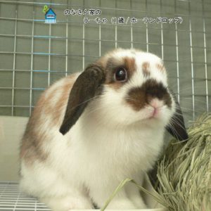 のなさん家のうーちゃちゃん