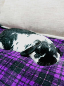 masatieさん家のひなたちゃん