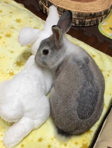 てるよさん家のレイくん