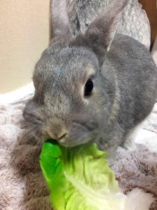 はなママさん家のはなちゃん