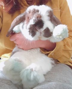 ウサギ当番さん家のパンケーキくん