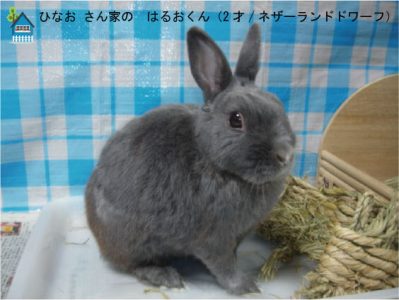 ひなおさん家のはるおくん