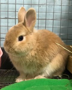 けんじさん家のわかくん