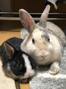 団長さん家のベスと爽くん