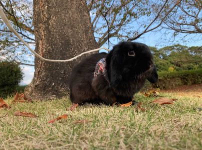 伊藤敦さん家のろくくん