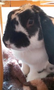 マイミー♪さん家のロップくん