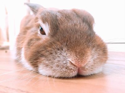 ぴーさん家のぴょん吉くん