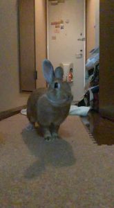 伊藤敦さん家ののんちゃん